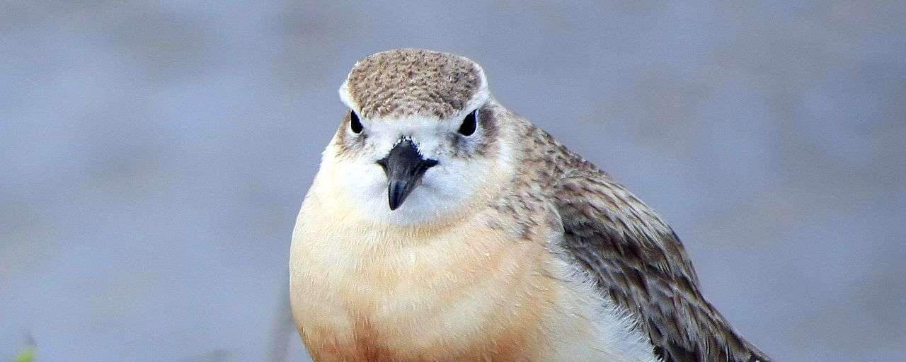 px New Zealand Dotterel Waiheke Island